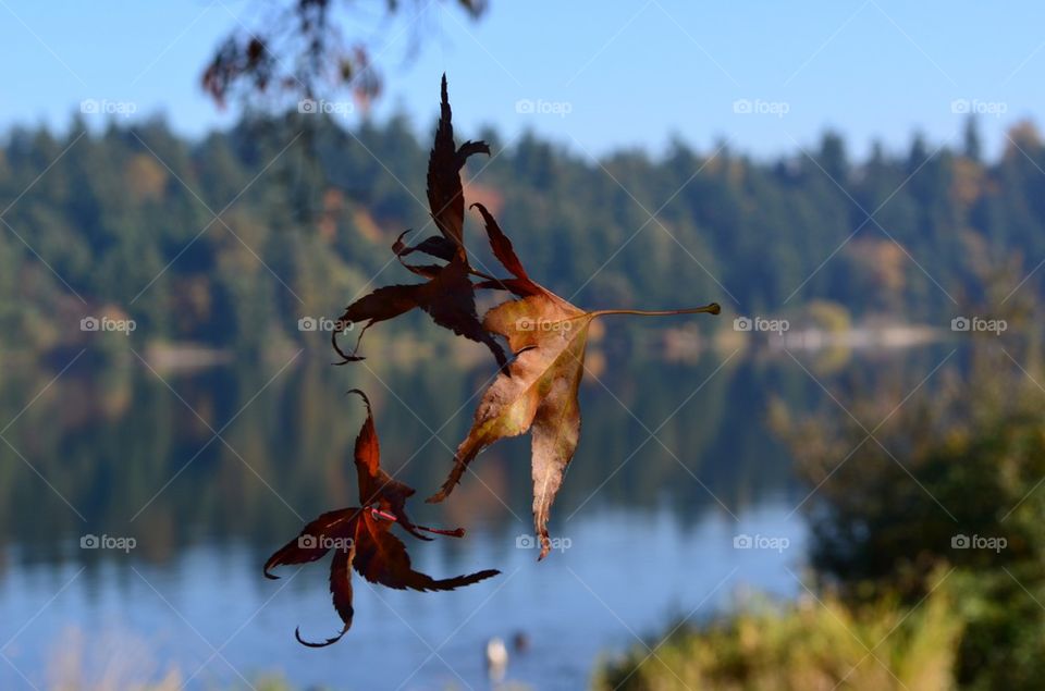 Leaves hanging from a web