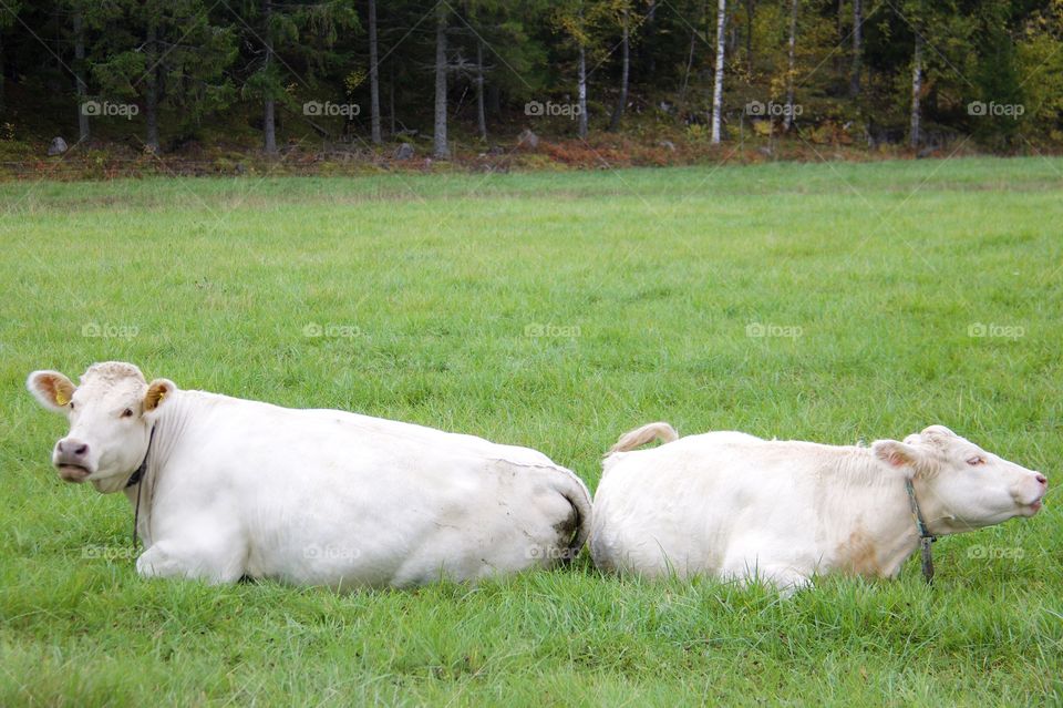 cows with calf