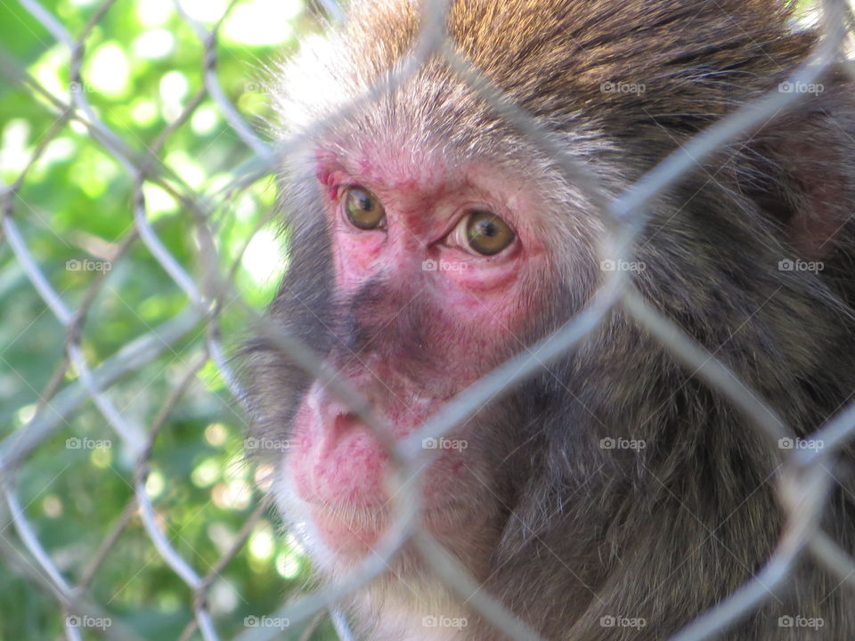 Zoo monkey looking through fenced in enclosure.