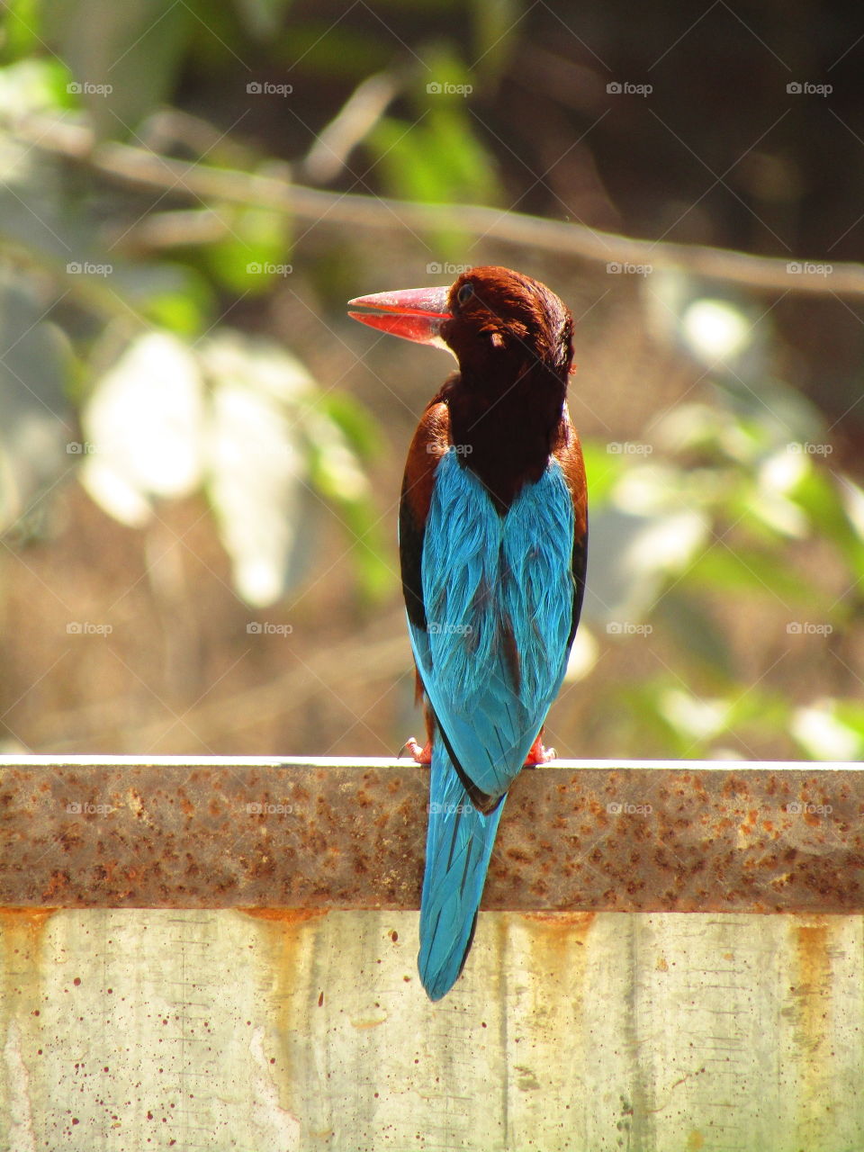 The white throated kingfisher (halcyon smyrnensis) also known as the white-breasted kingfisher.