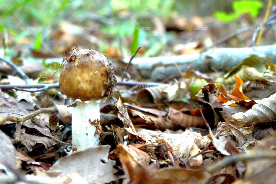 Brown mushroom in a forest