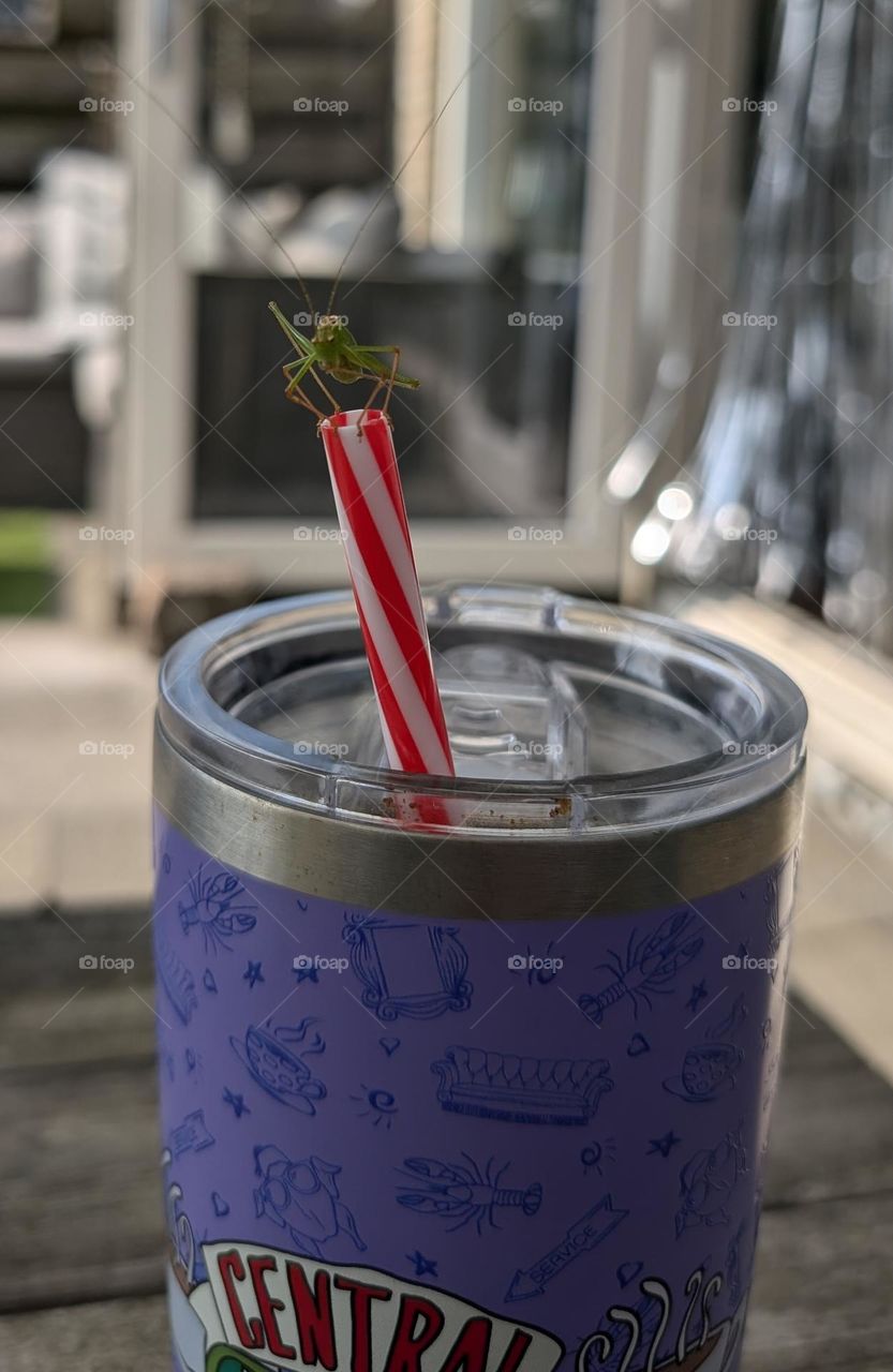 Grasshopper on my straw