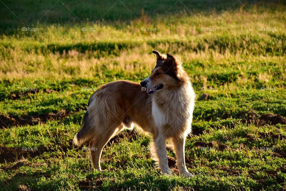 Dog in a fieles golden hour 02