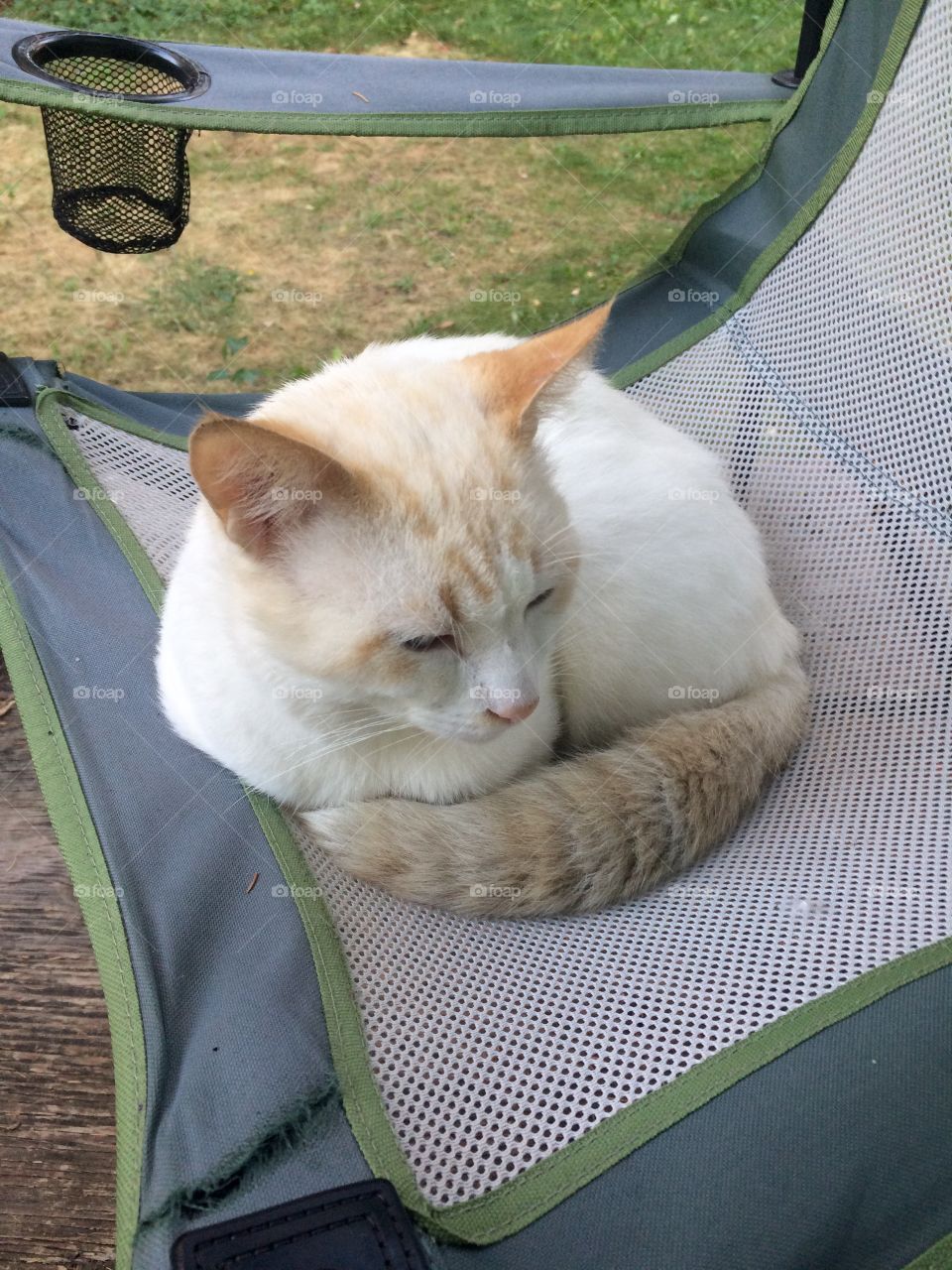 Cat napping in a camping chair