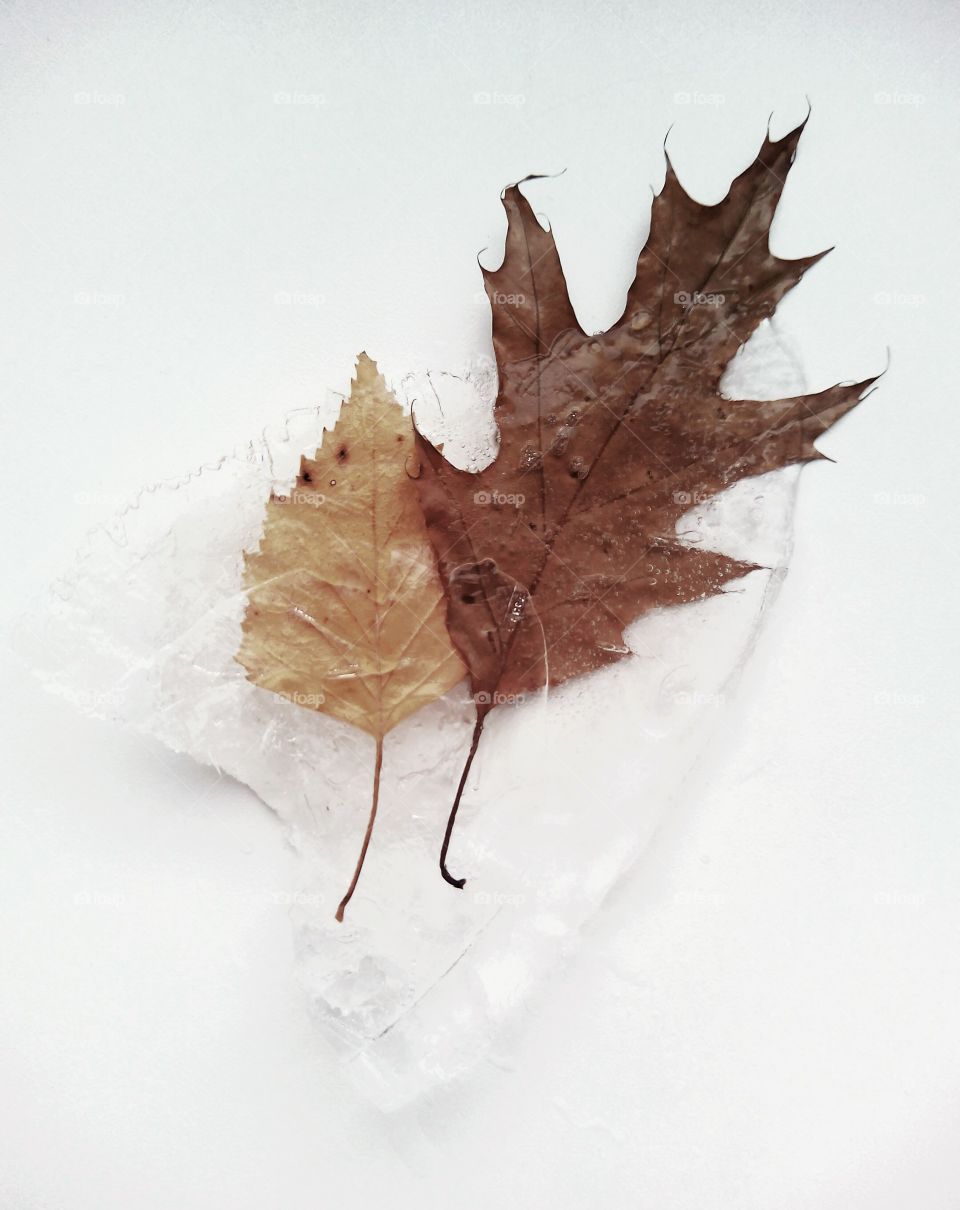 Leaf, Fall, Nature, Maple, No Person