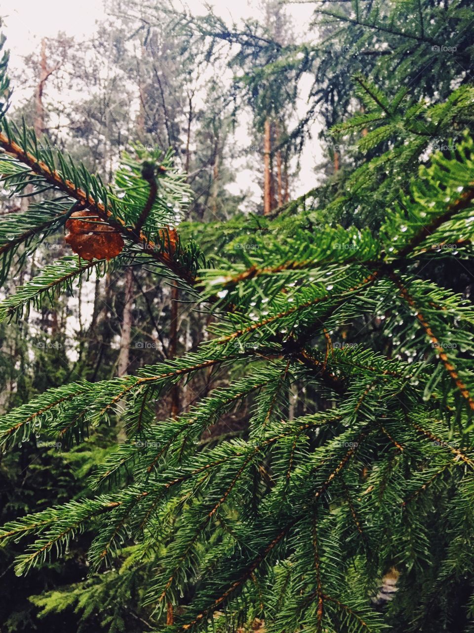 Pine tree branch 