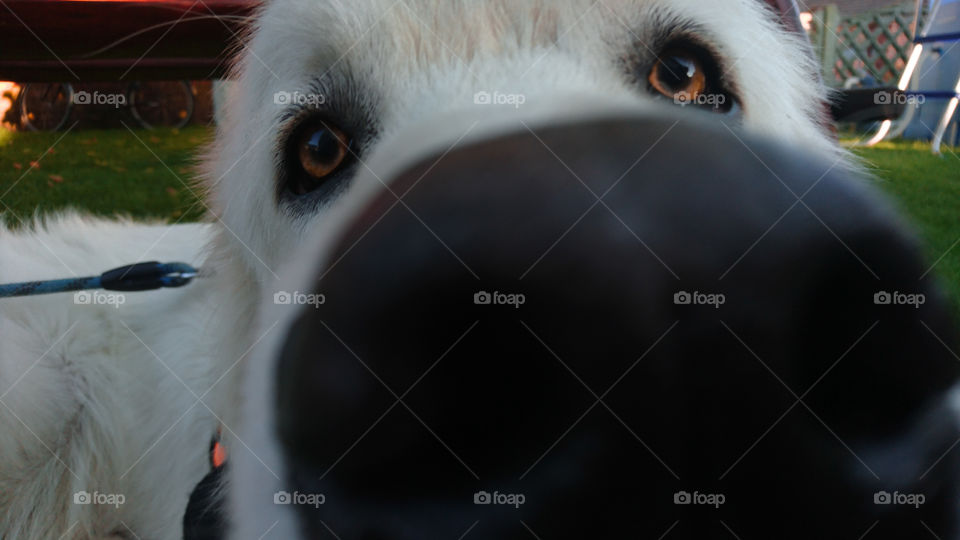 Extreme close-up of white dog