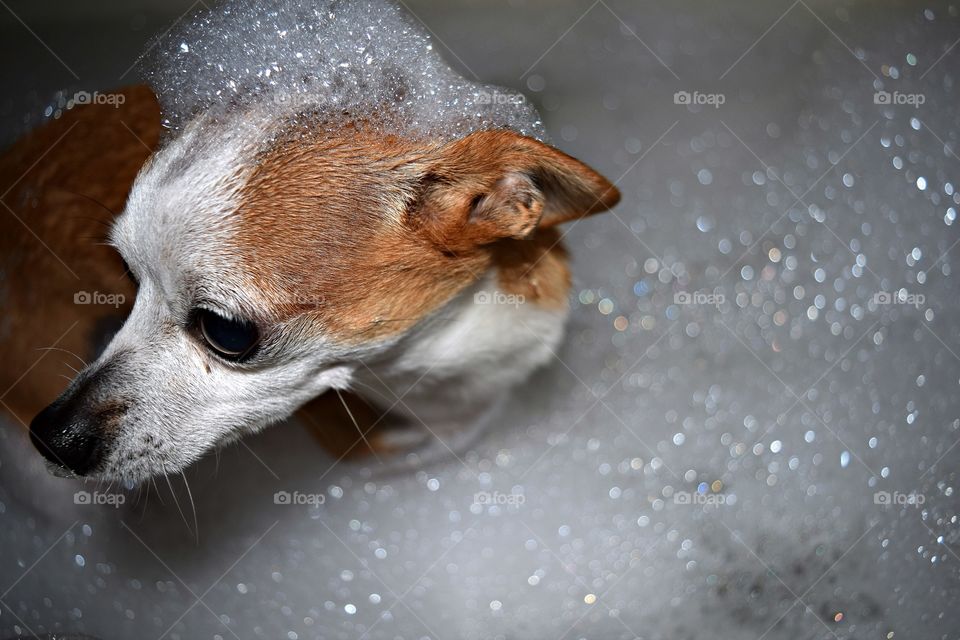 Side view of chihuahua in bathtub