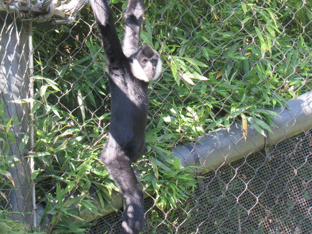 Monkey 