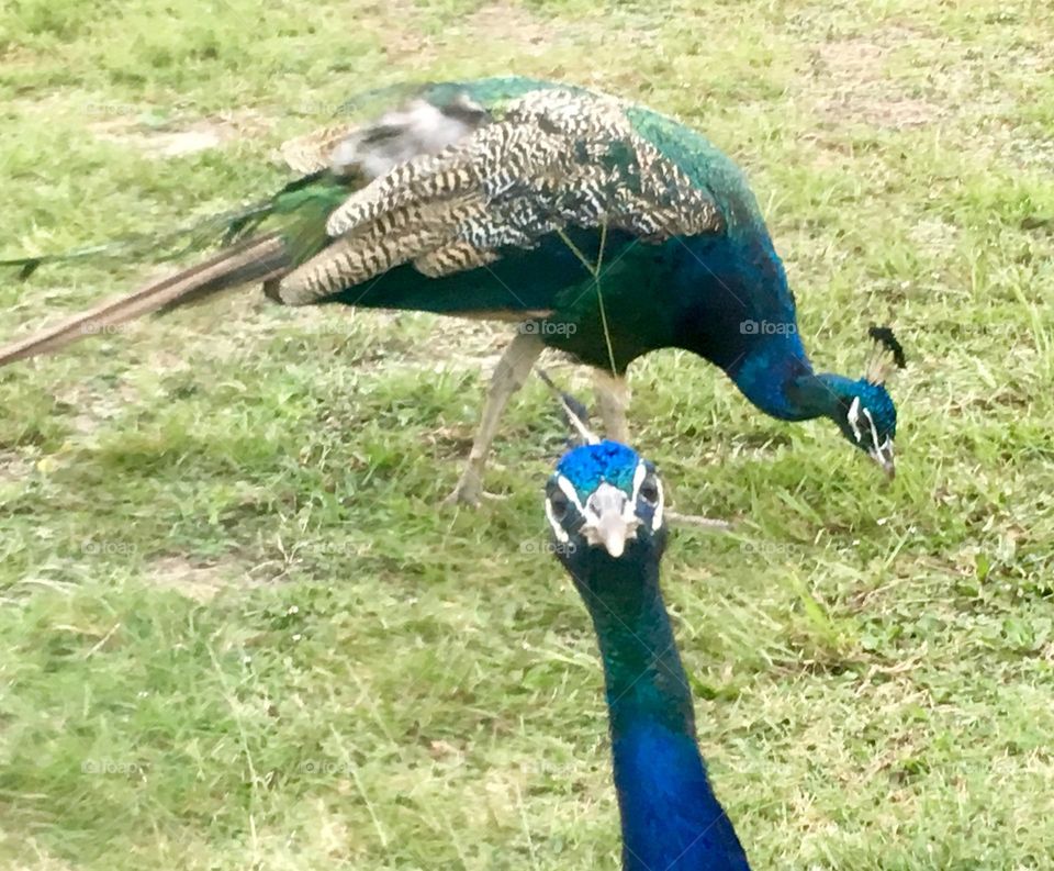 Peekaboo Peacock