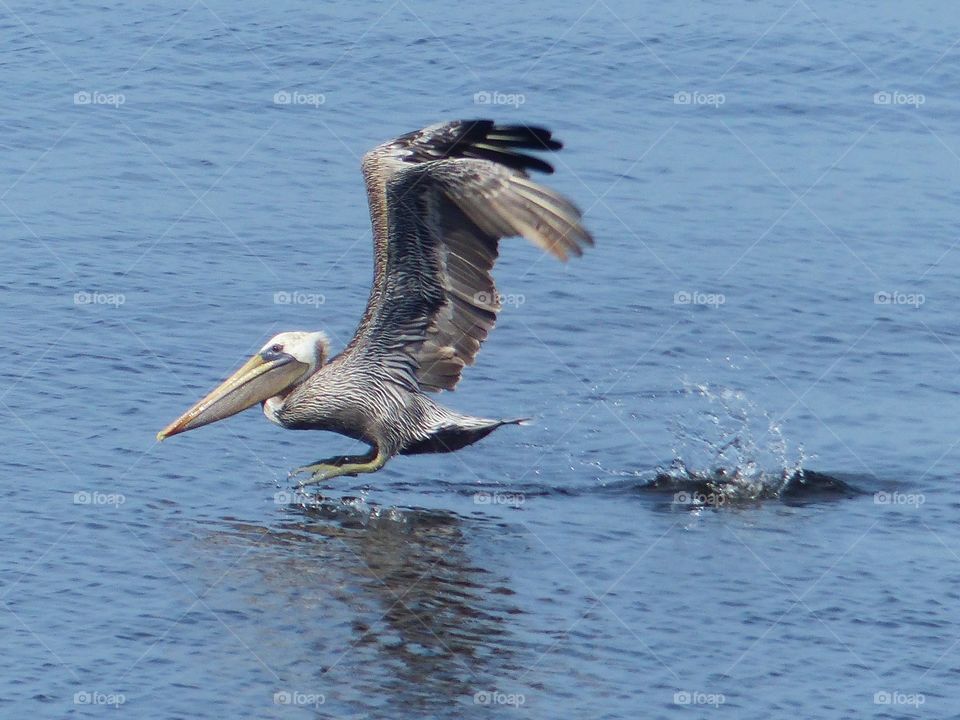 Pelican coming in for a graceful landing in the blue waters of Tampa Bay.