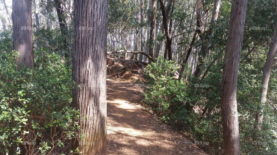 Backwoods Hawaii. 4.5 Mile trail in Aiea