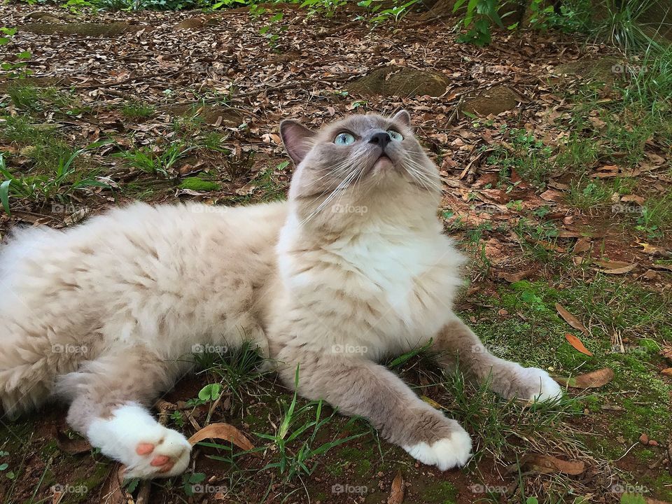 Ragdoll Cat. Dusty looking for a bird