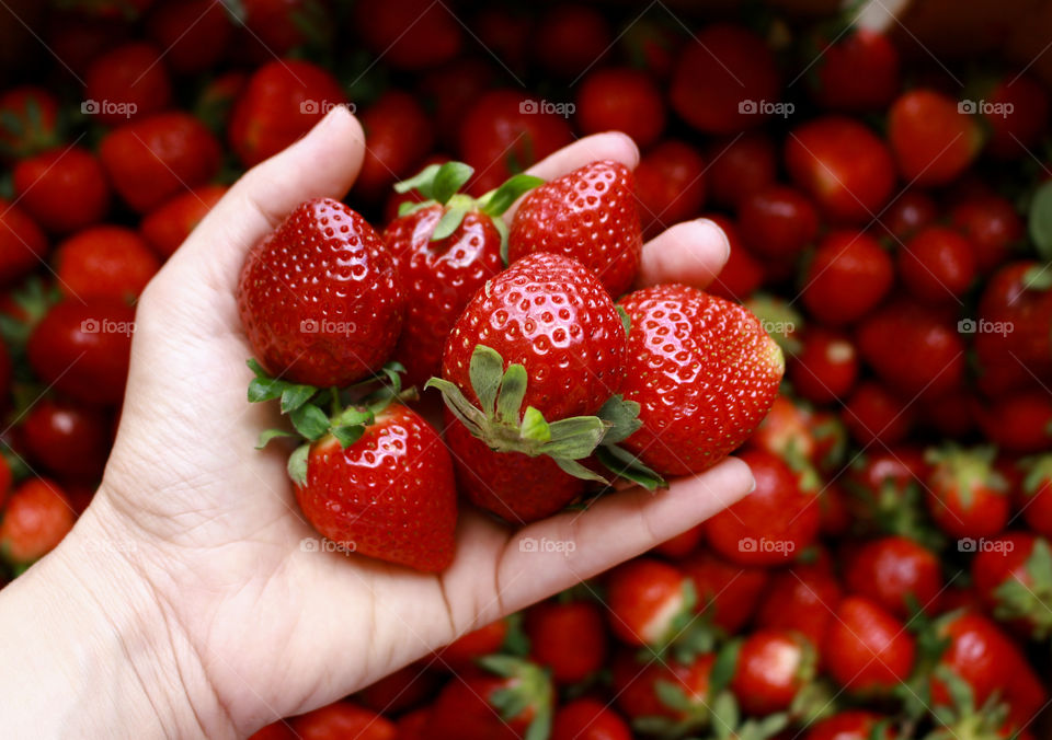 Human hand holding fresh strawberries