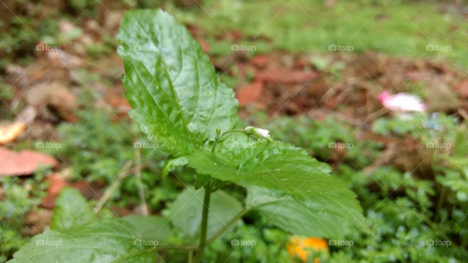 Green color story