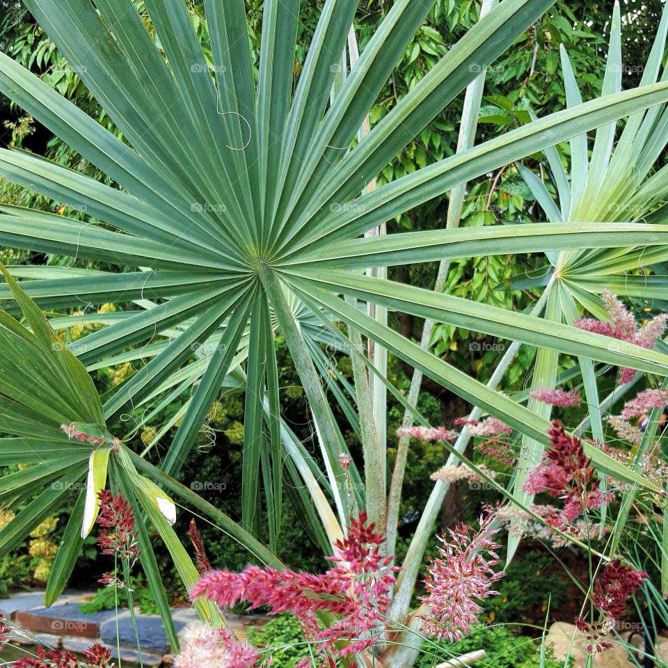 Plants in garden