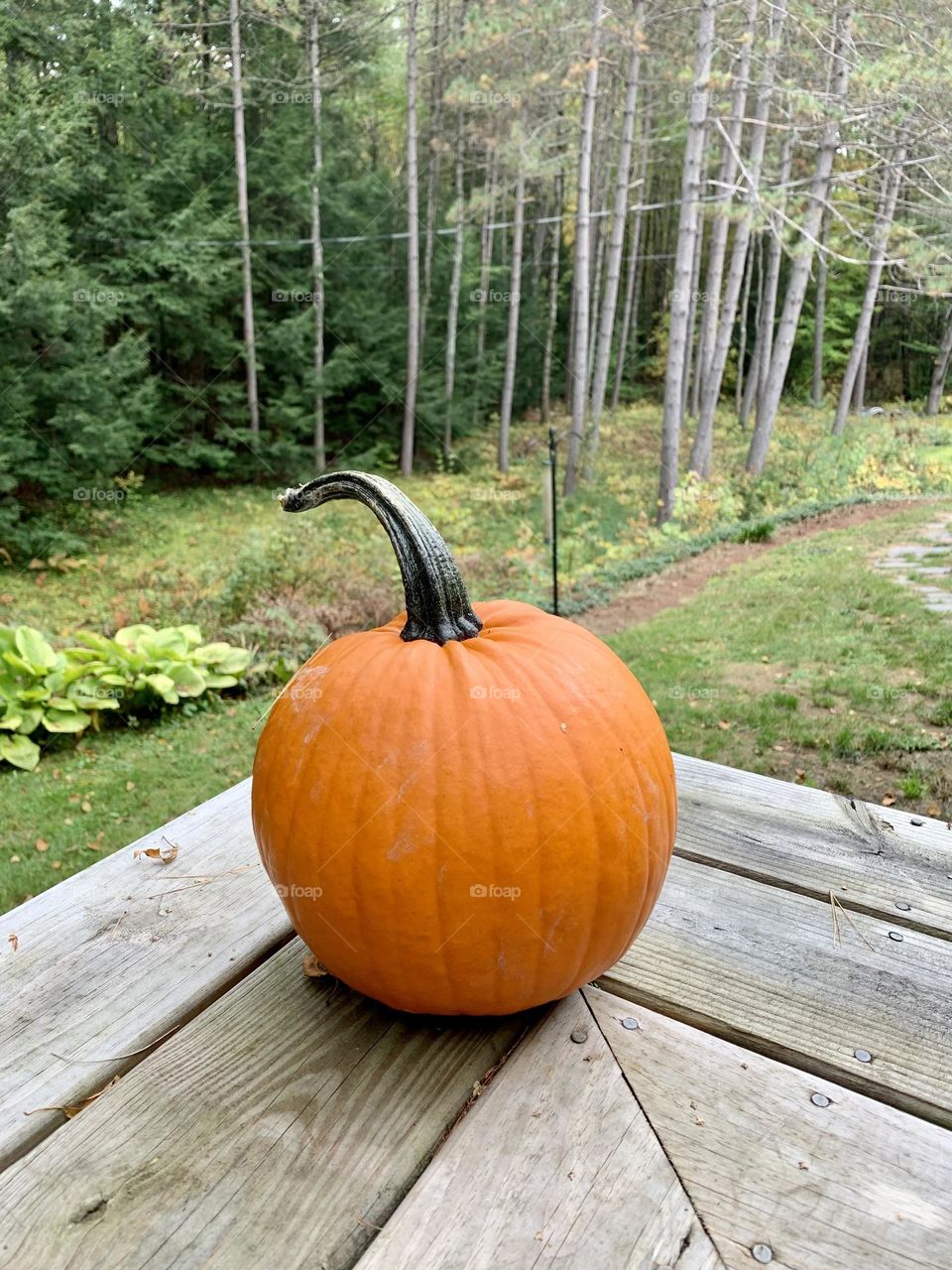 Pumpkin on deck