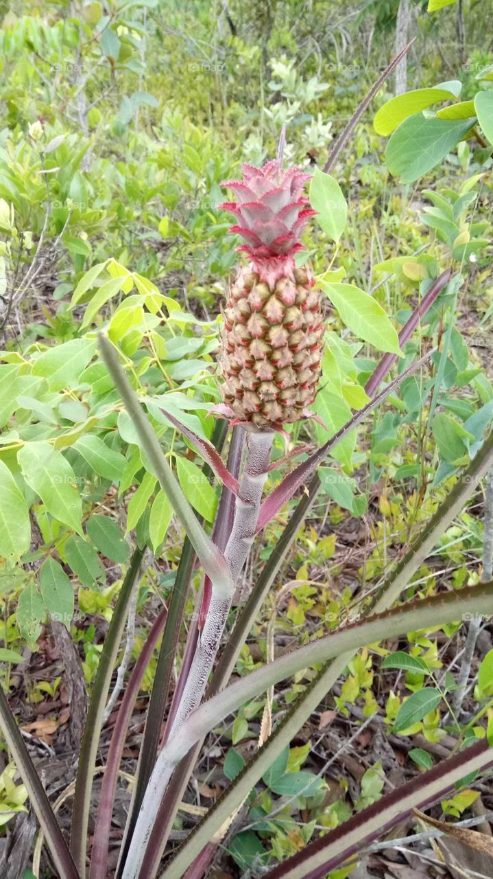 wild pineapple