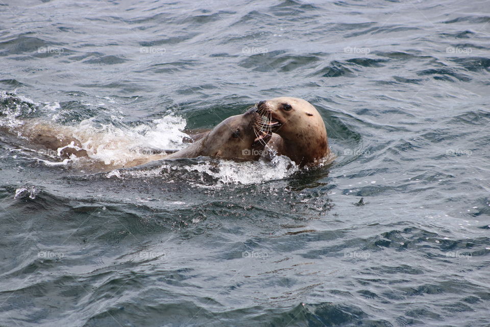 Sea Lion Love  - Alaska