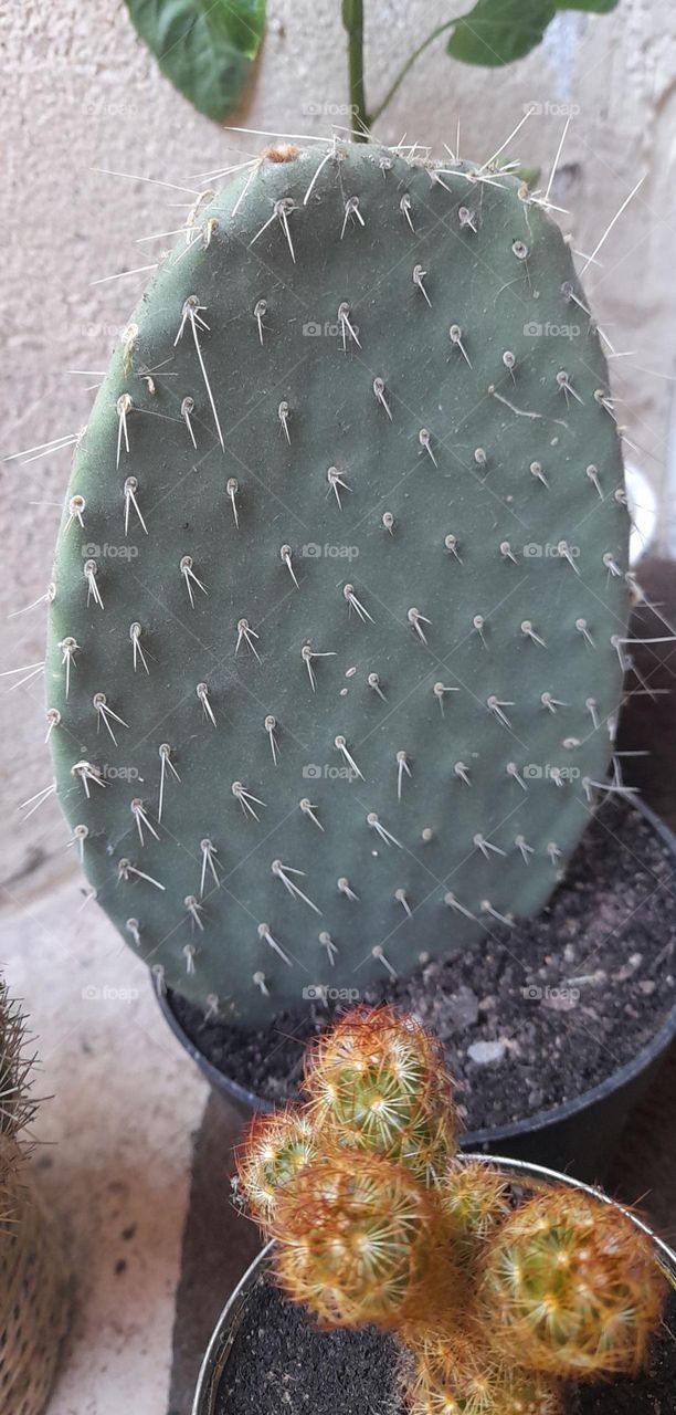 cactus
