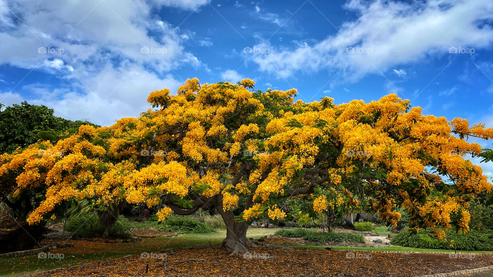 Yellow poinciana tree in full bloom