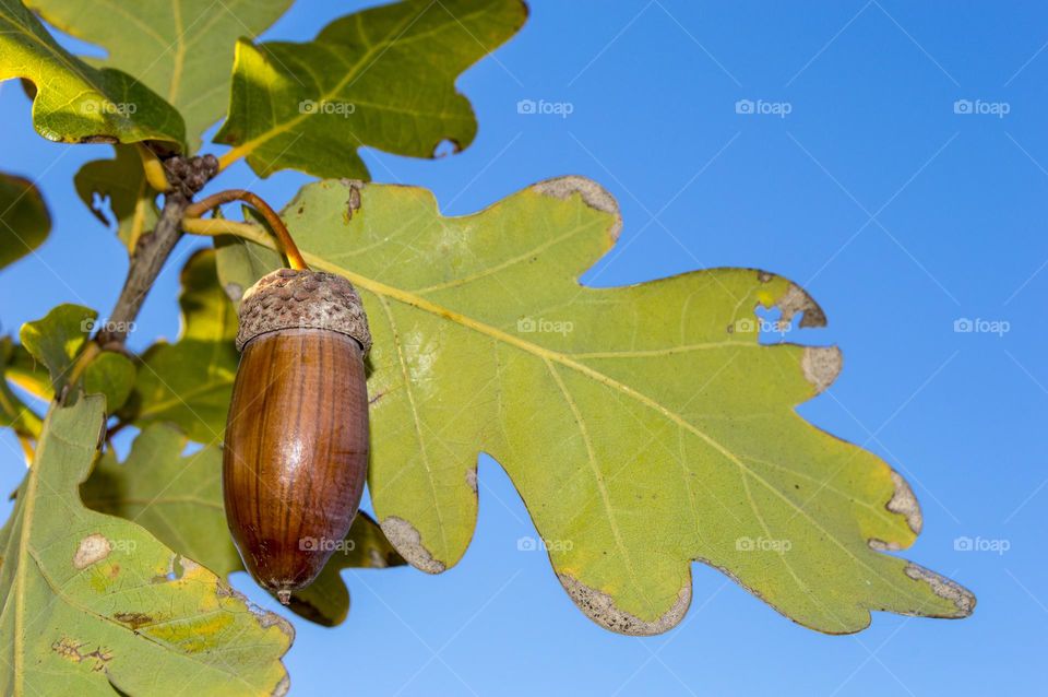 Oak branch and acorn.