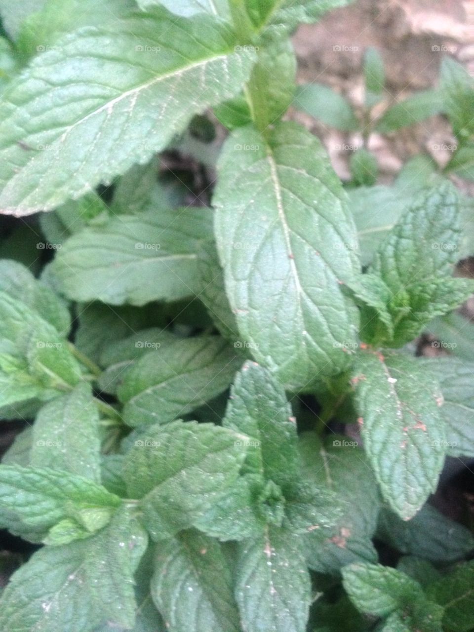 Green leaf Spearmint