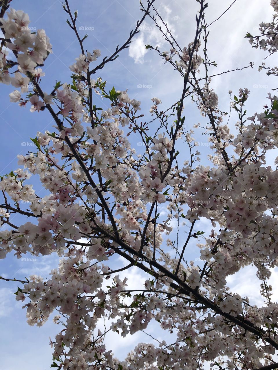 Spring time in Tennessee