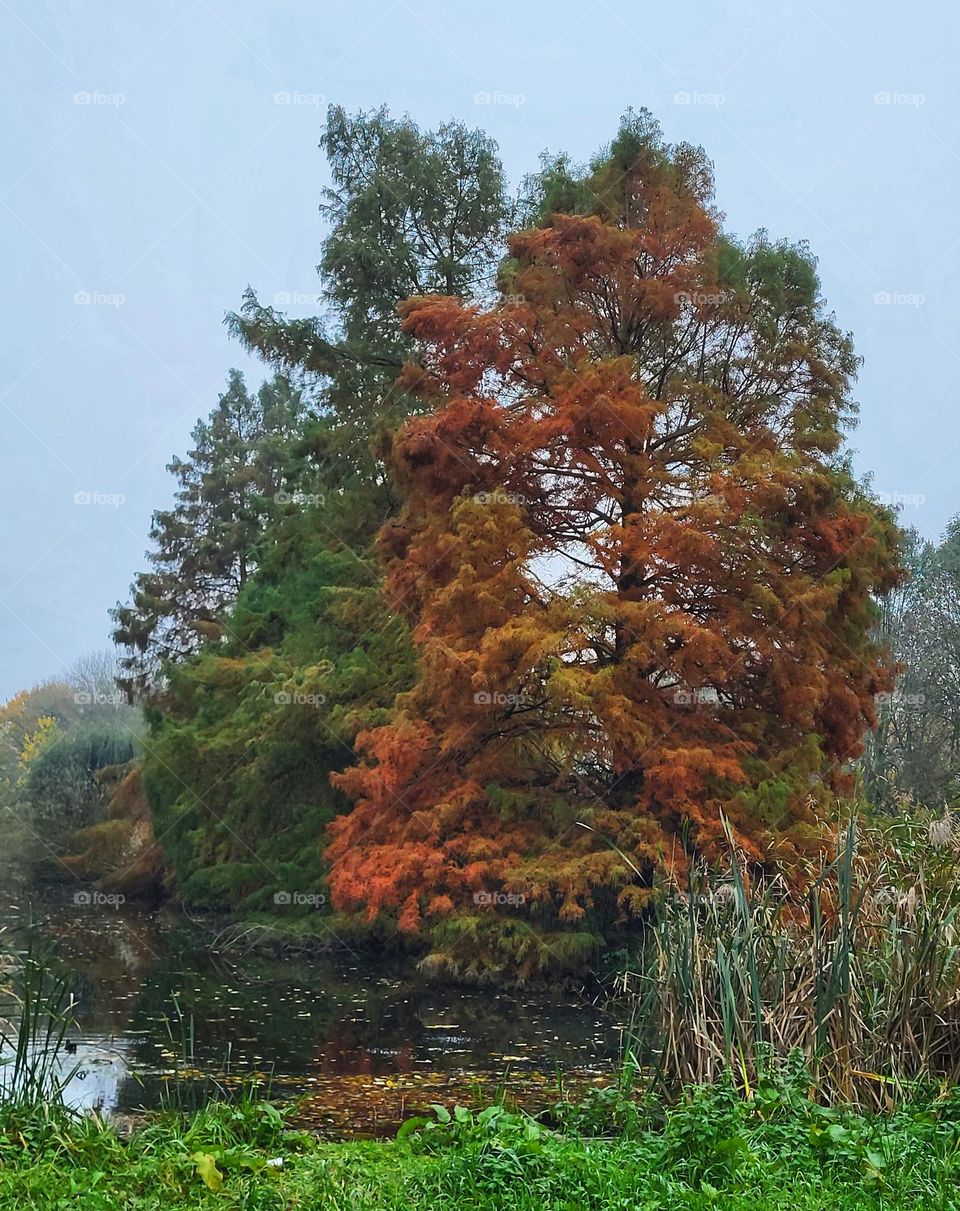 Forest in autumn