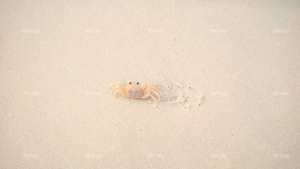 Aruba: crab