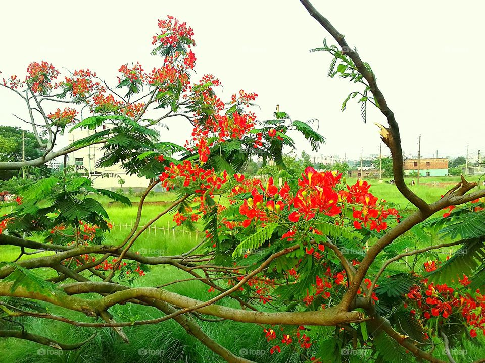 city royal poinciana flower