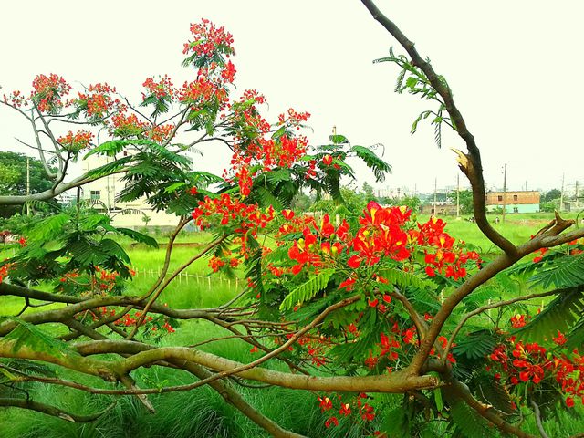 city royal poinciana flower