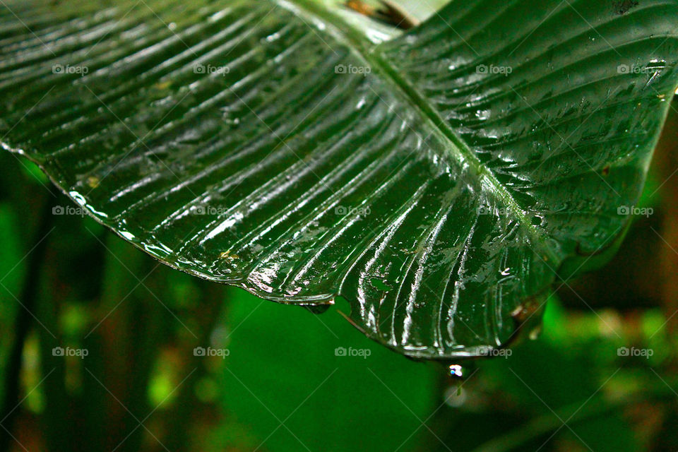 Leave after the rain