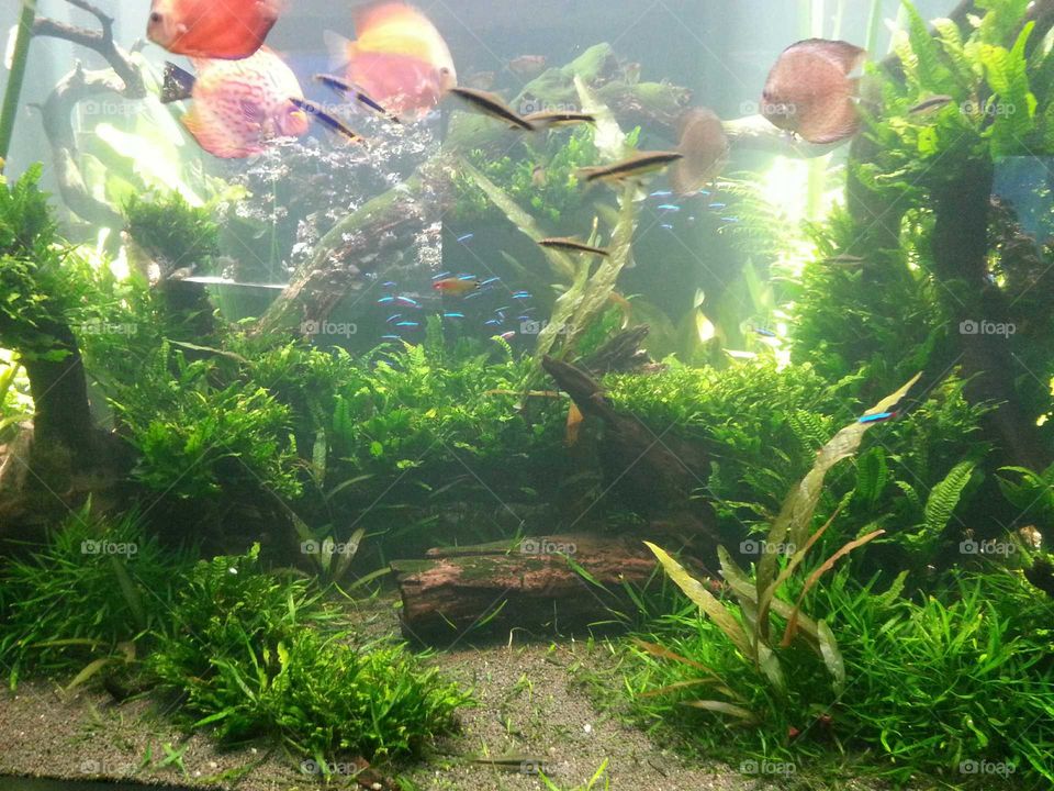 Aquarium, Underwater, Water, Goldfish, Fish