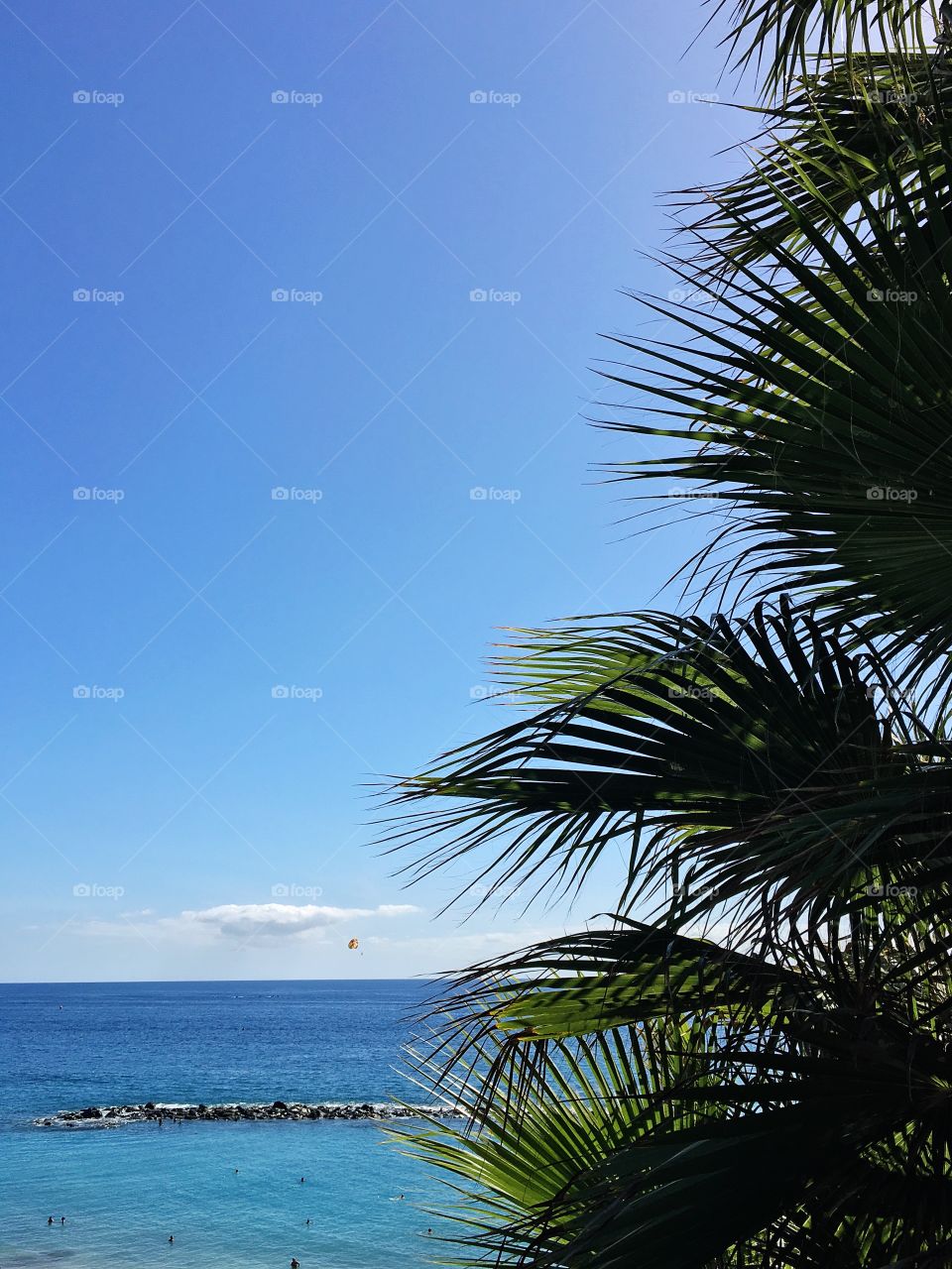 Breezy palm trees against a crystal blue sky and the sparkling ocean
