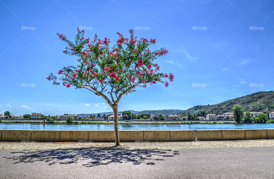 flower tree