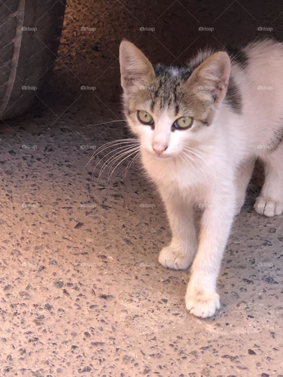 Beautiful cat looking at camera 