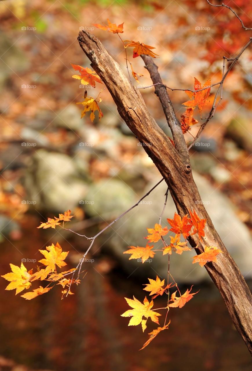 Beautiful and cute maple leaves