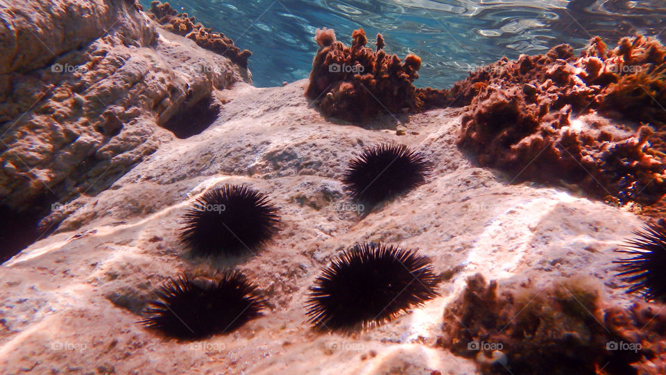 Black sea urchin swimming in sea