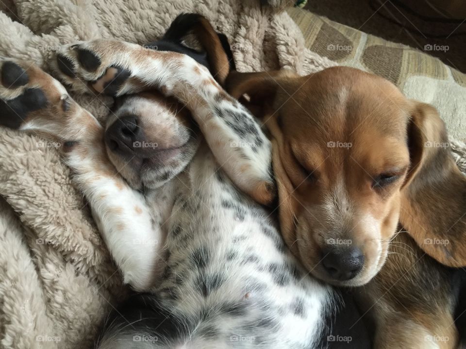 The puppy playing way to hard with each other 