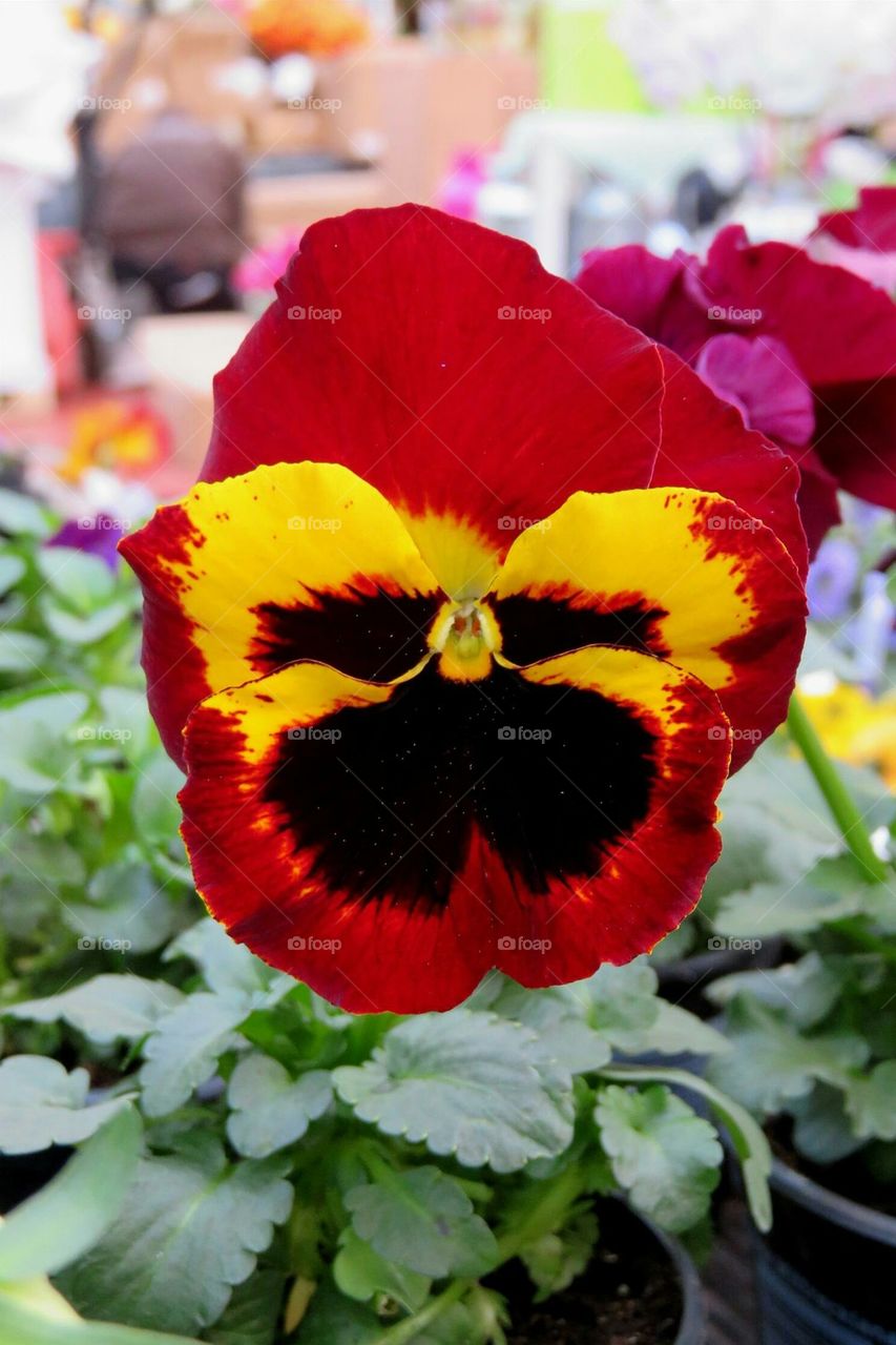 Funny face pansy