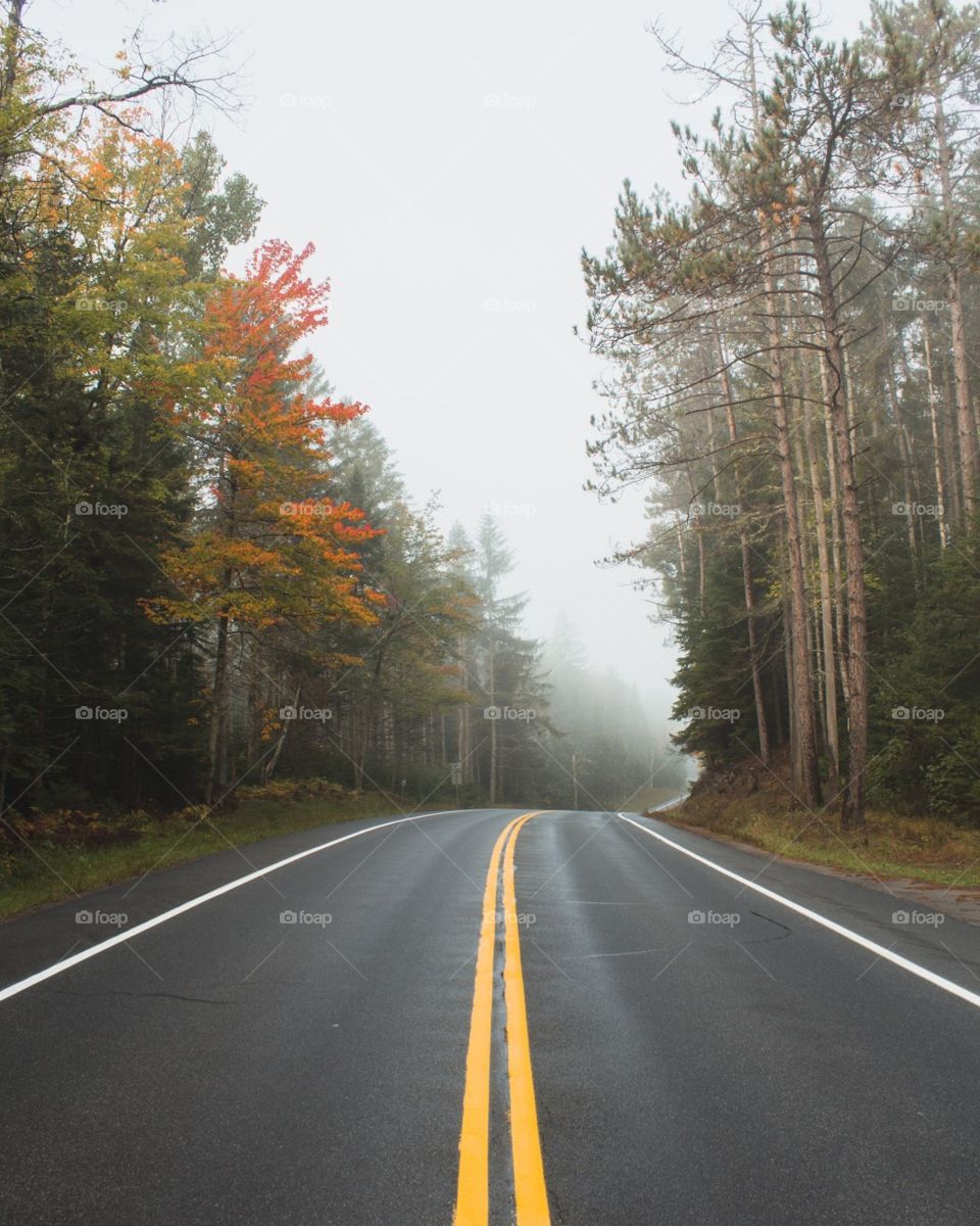 Beautifully colored fall roadscape amongst the fog
