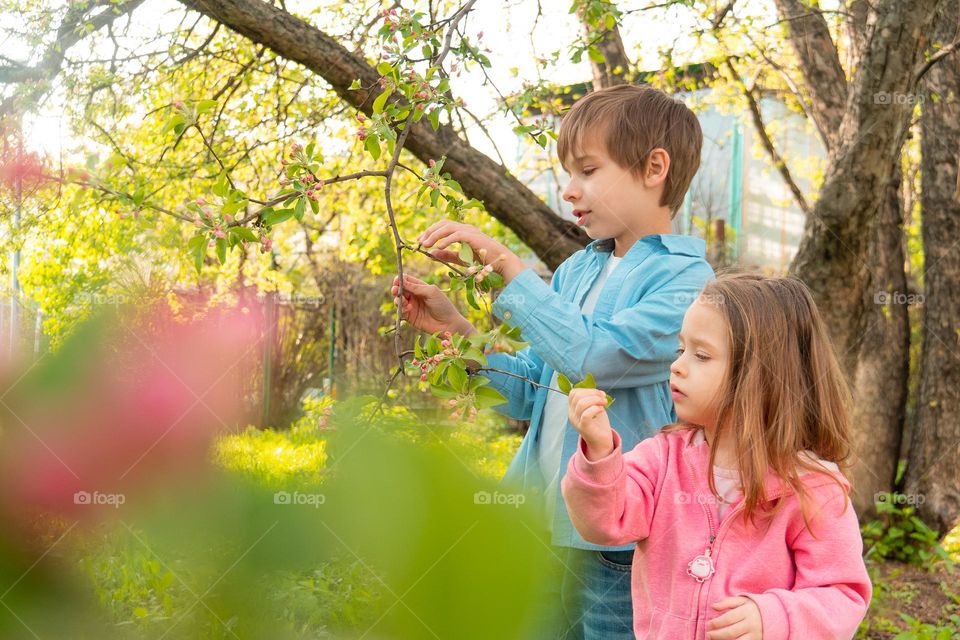 Adorable boy and girl touching blooming branches with pink flowers of apple tree in garden