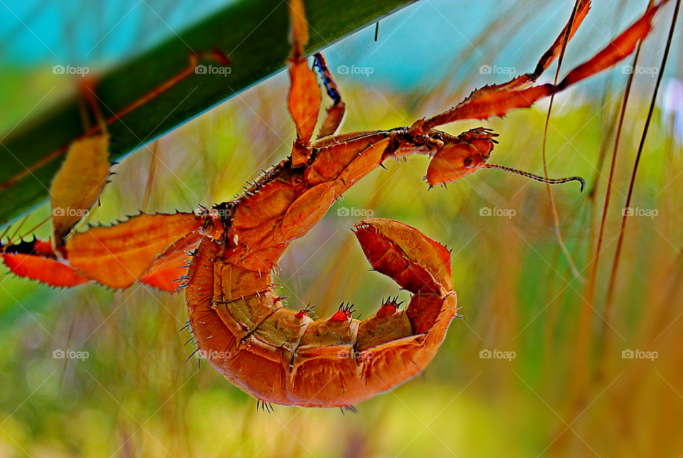leaf insect bug stick by nishasharp