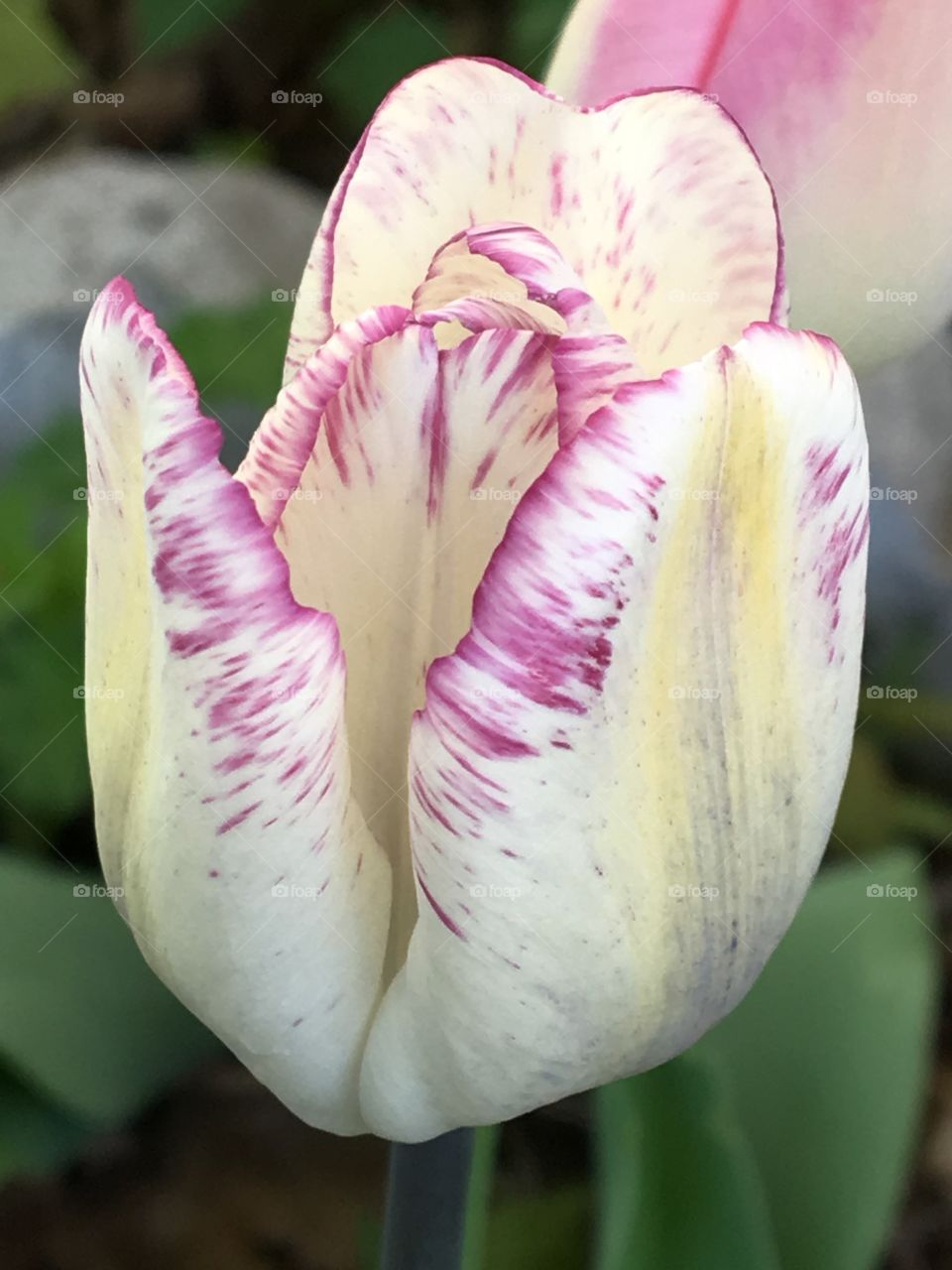Ivory & purple edged Tulip head