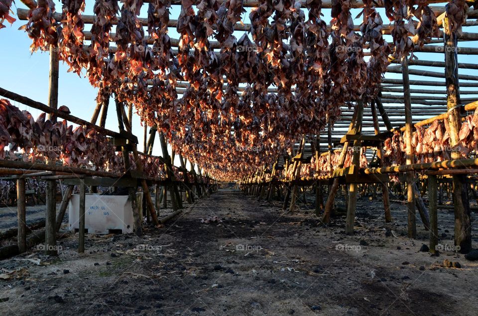 Drying Fish