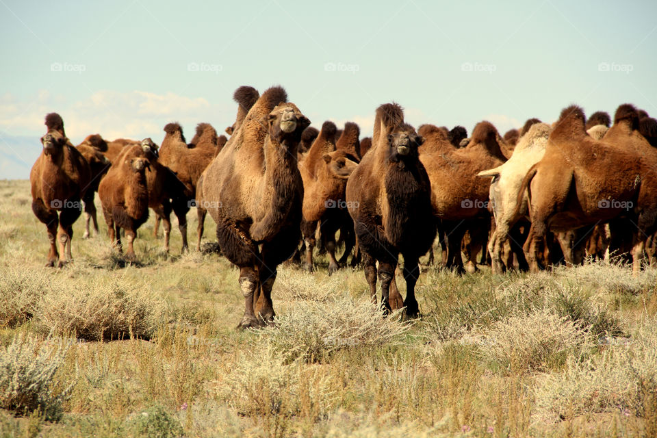 Mongolia camel gobi desert