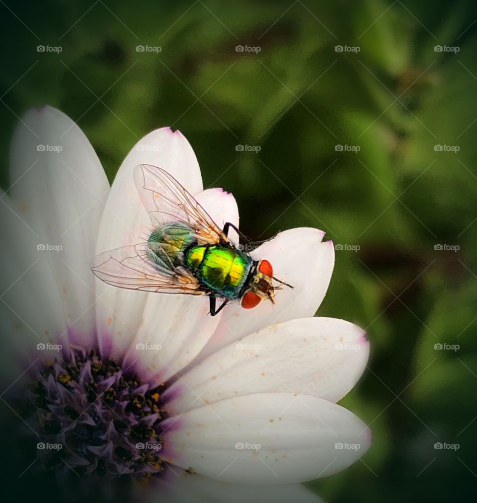 Fly on flower