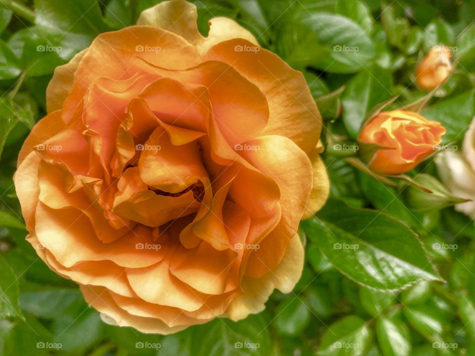 Roses in the garden