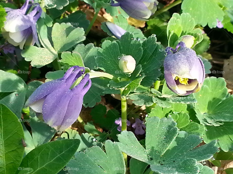 Morning Dew on Spring Flowers. The morning dew not yet evaporated by off of some pretty spring flowers I by the sun.